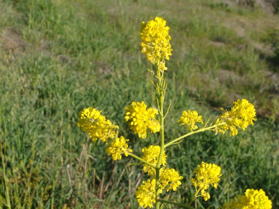 Brassica nigra