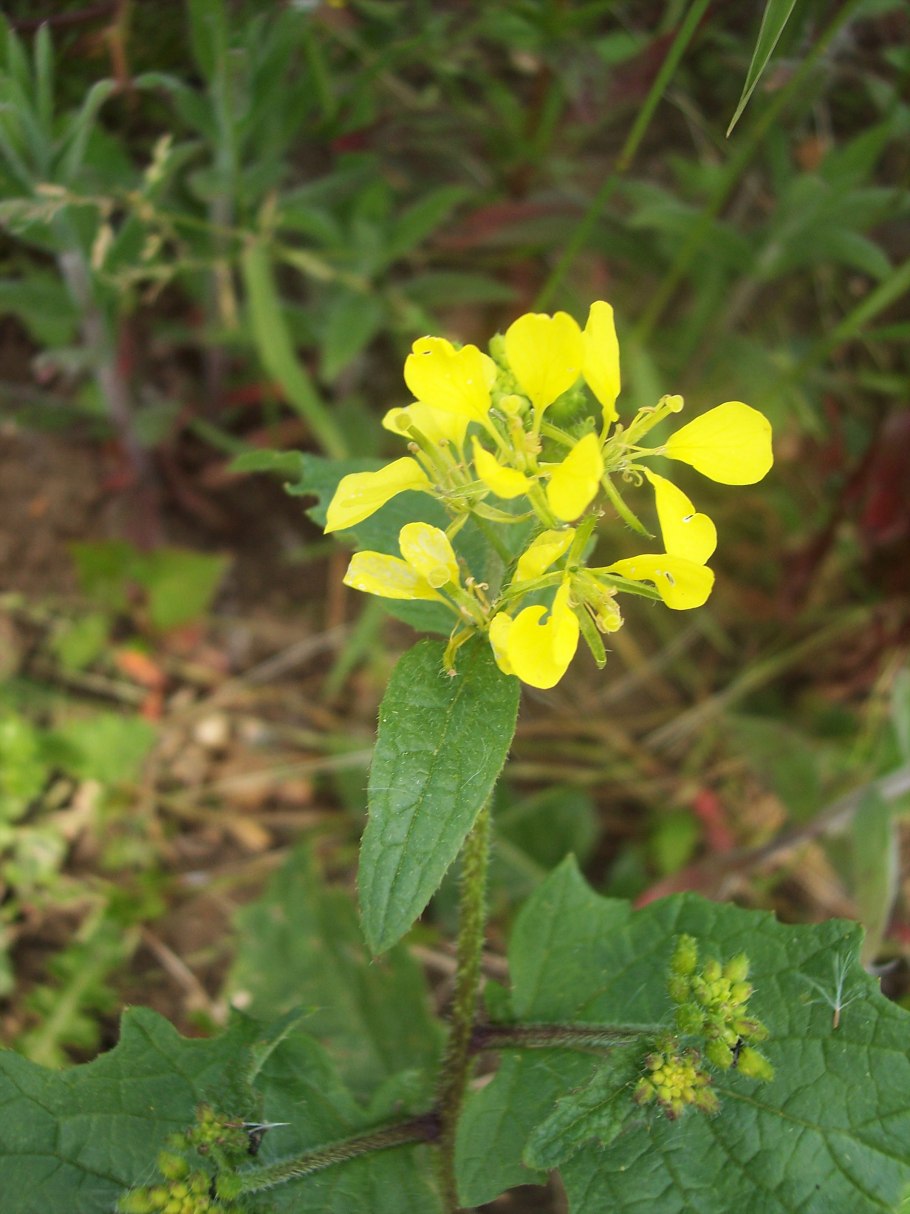 Горчица черная растение