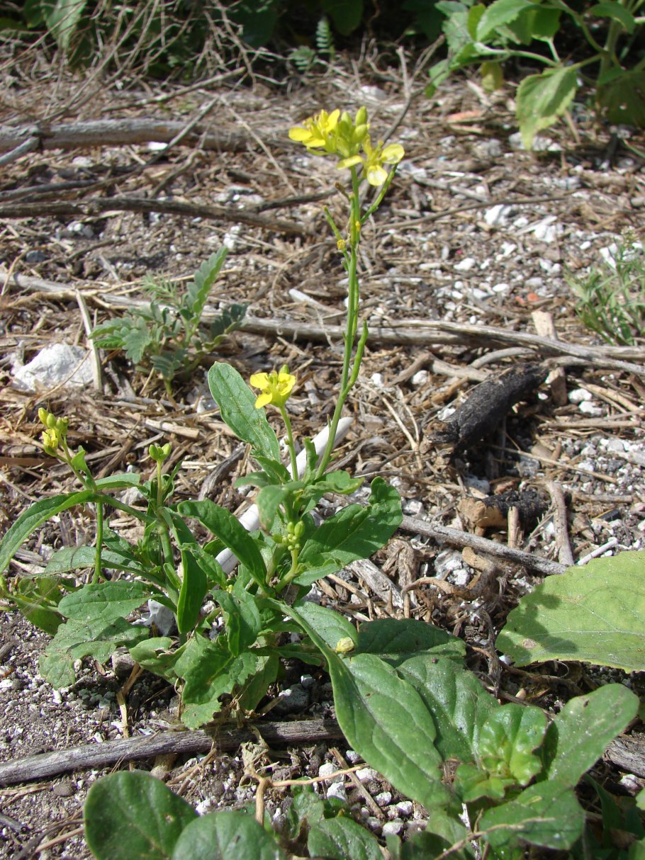 Brassica nigra - горчица черная