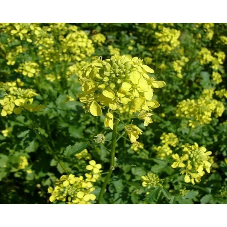 Семена горчица сарептская