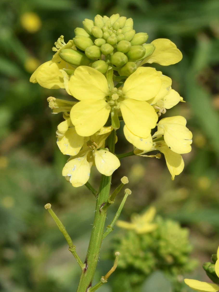 Brassica nigra - горчица черная