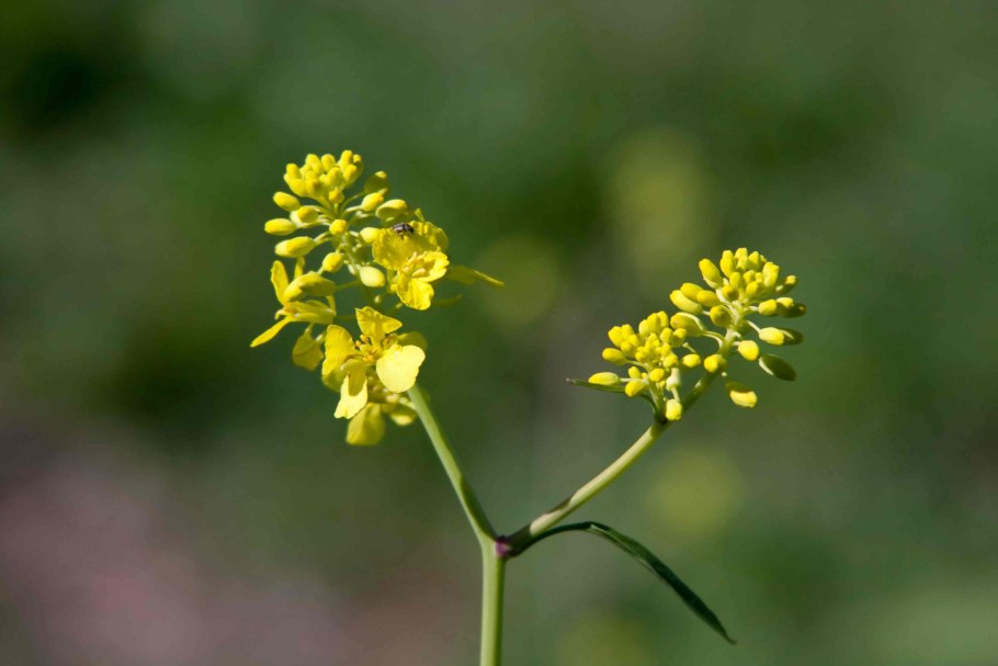 Brassica nigra - горчица черная