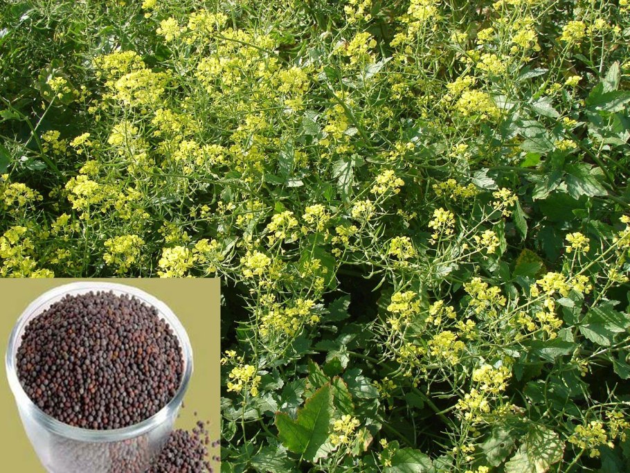 Золото Индии пряность горчица чёрная молотая, 30 г