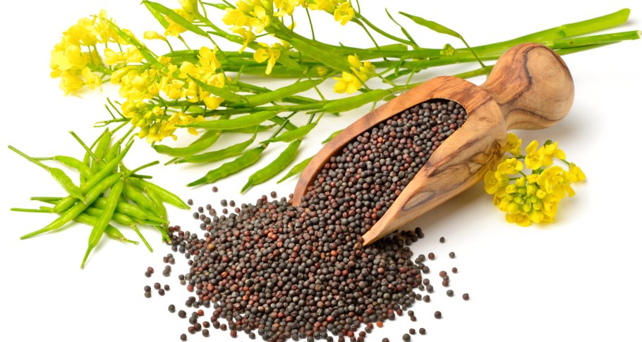 Листья черной горчицы