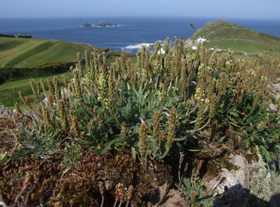 Подорожник оленерогий фото