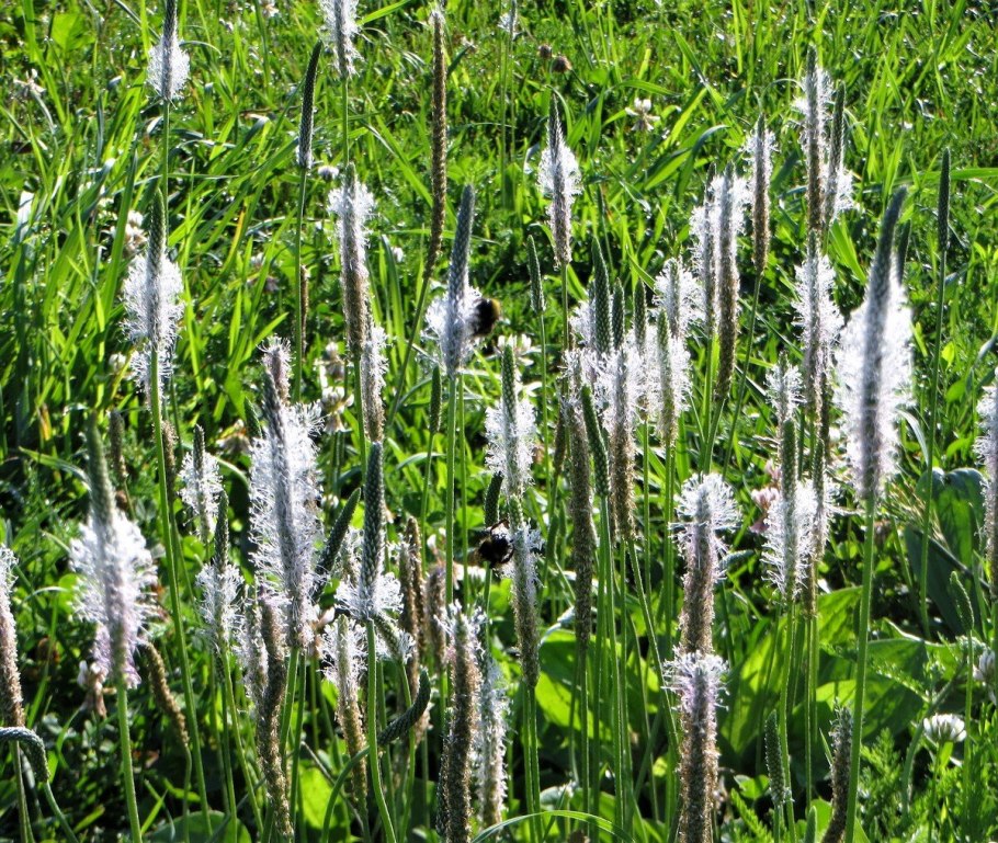 Plantago lanceolata опушенный