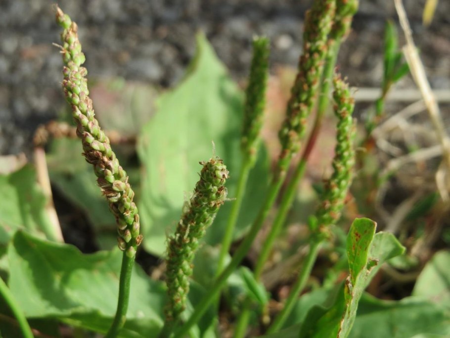 Подорожник Крашенинникова (Plantago krascheninnikovii)