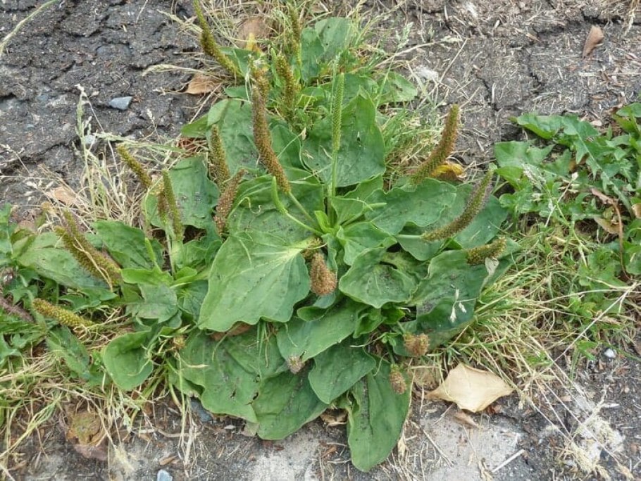 Подорожник песчаный