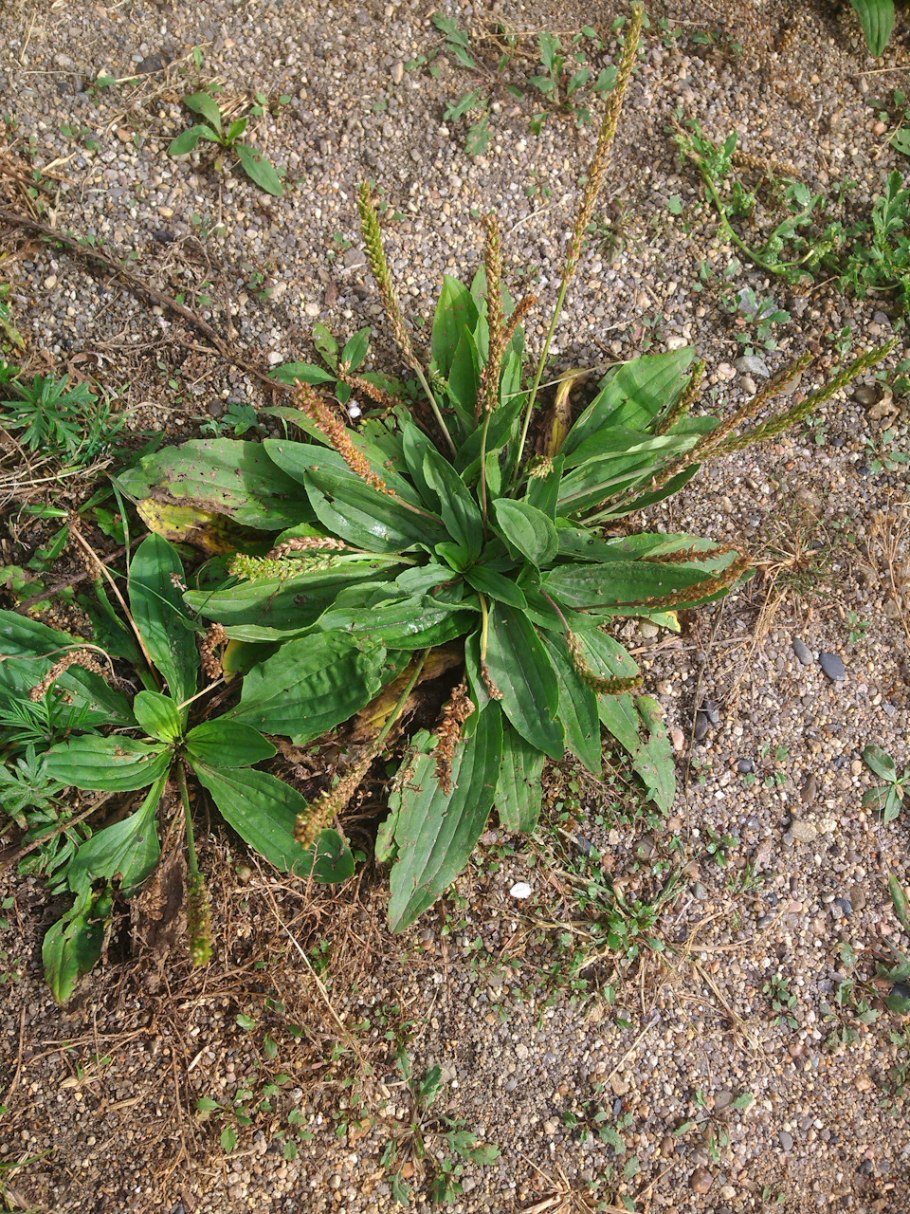 Подорожник КОРНУТА