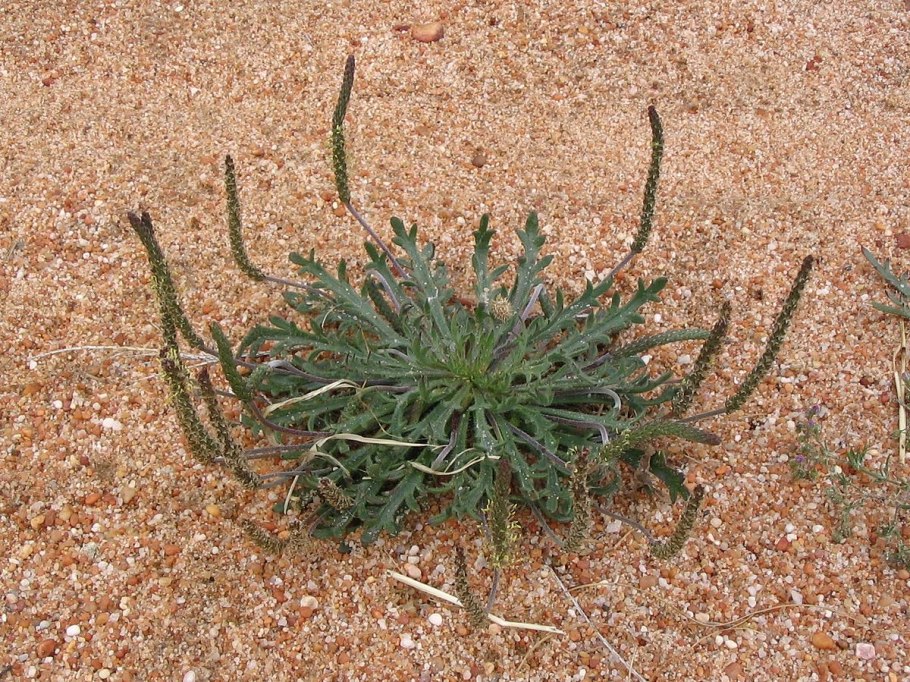 Подорожник Перистолопастный