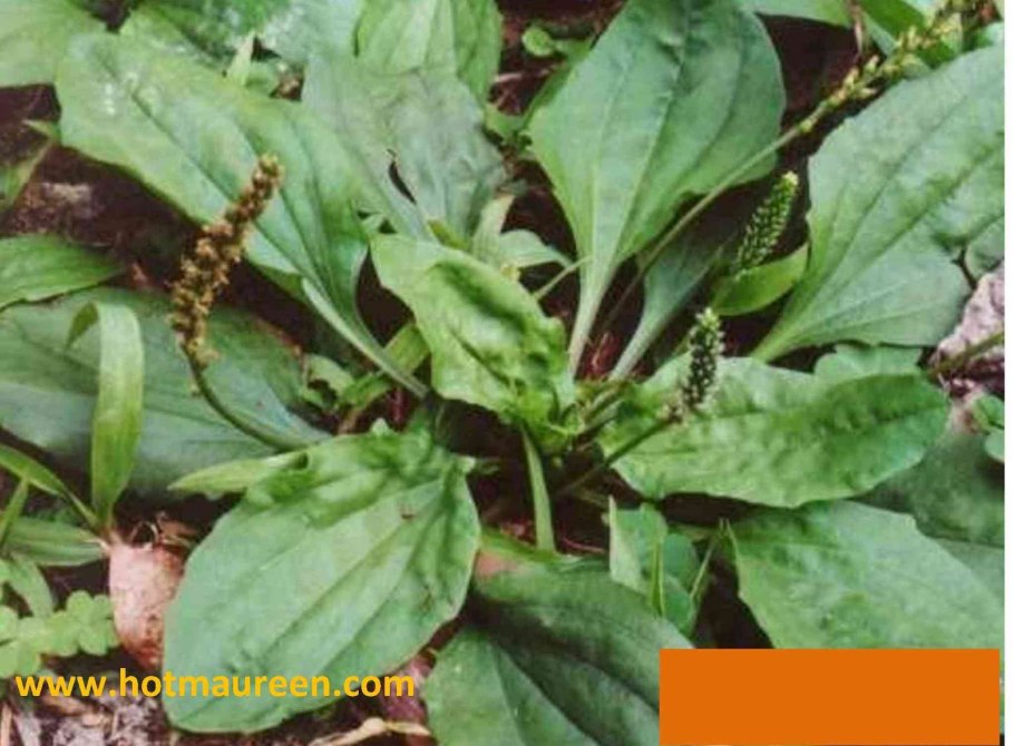 Plantago Psyllium large