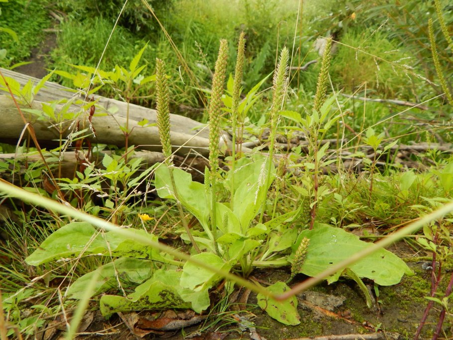 Plantago monanthos