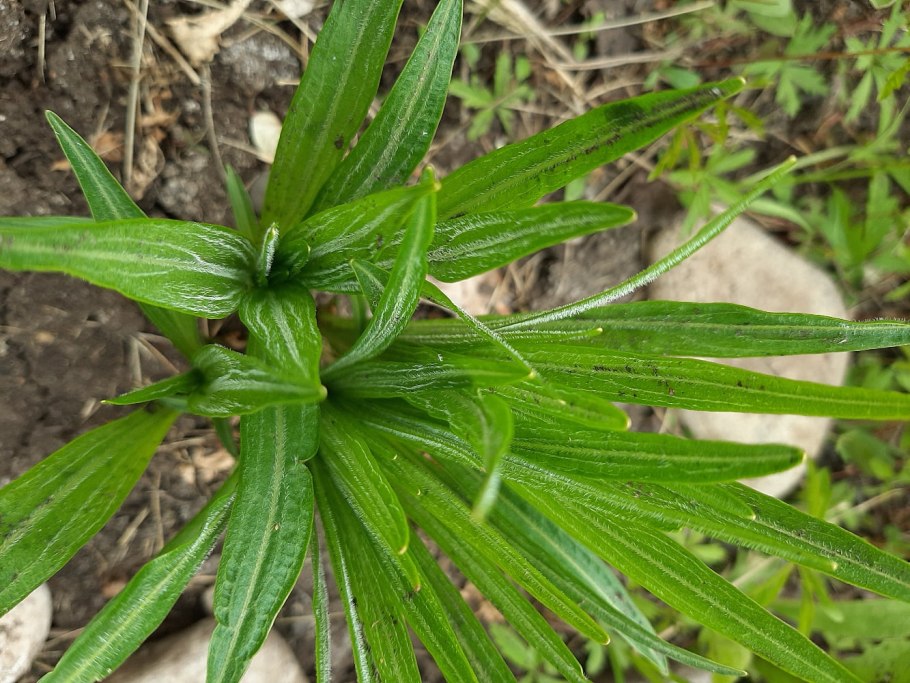Семена подорожника оленерогий
