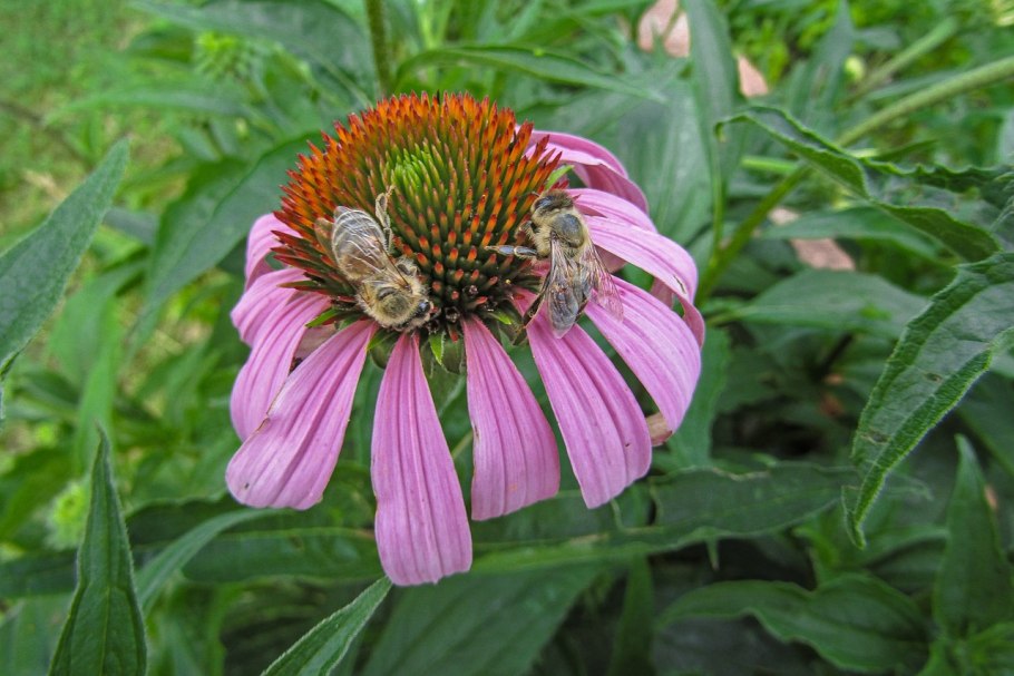 Подорожник ланцетолистный