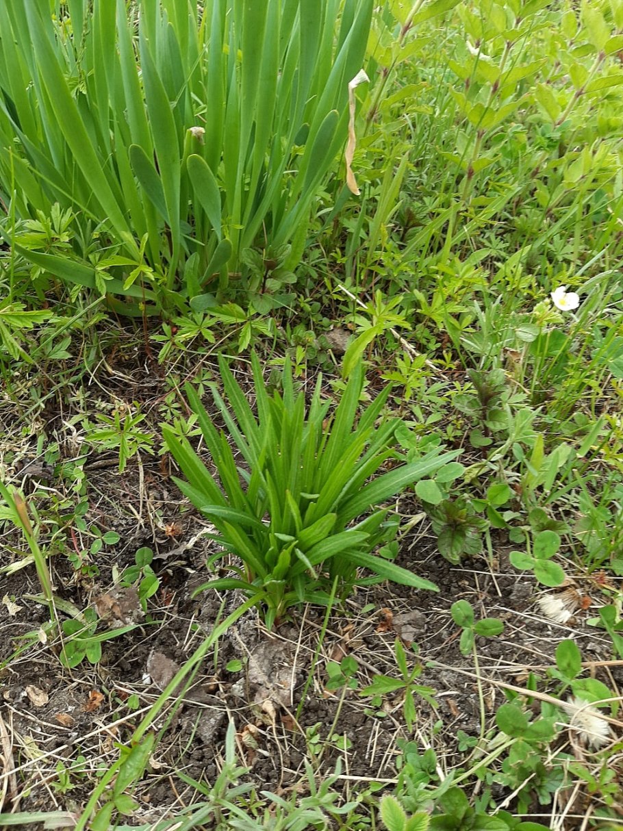 Подорожник ланцетный трава