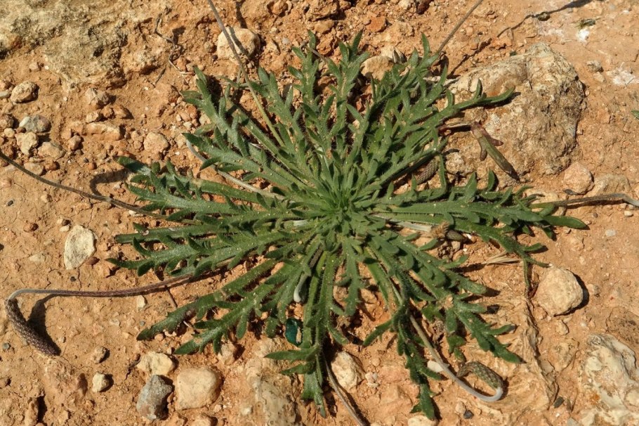 Подорожник Перистолопастный