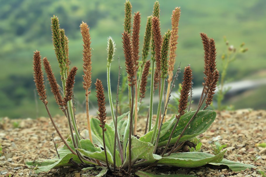 Plantago Major variegata