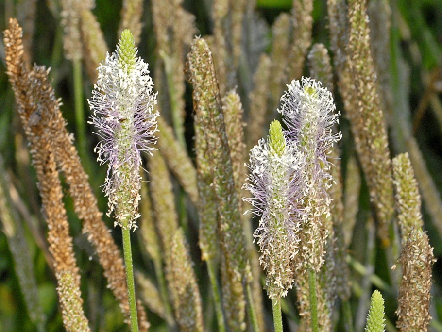 Plantago lanceolata опушенный