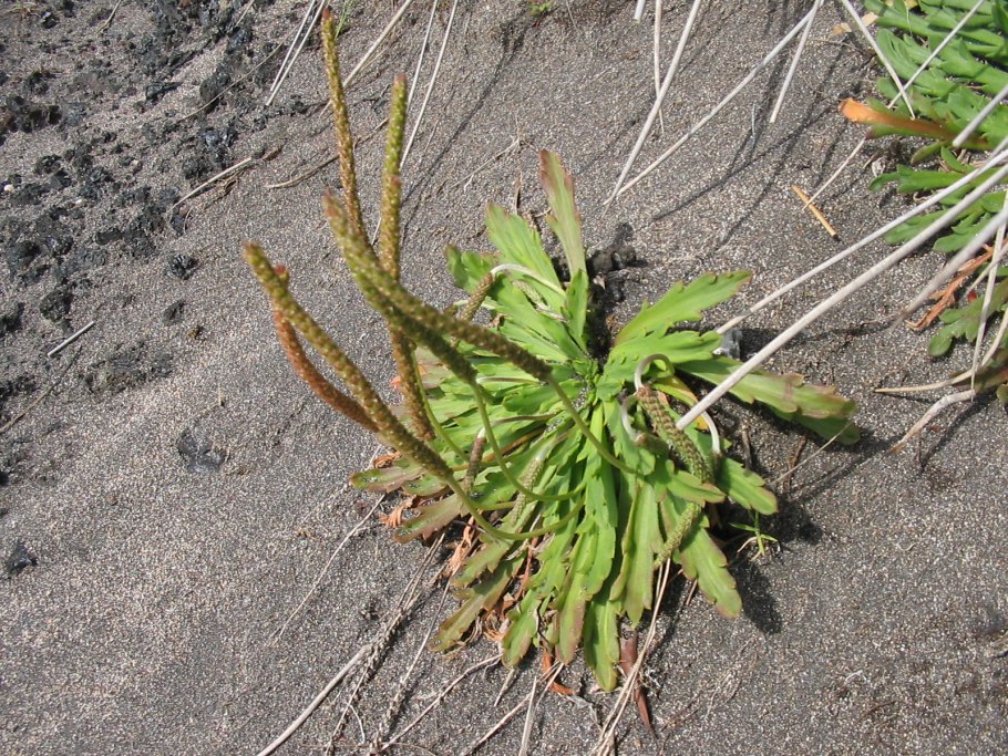 Подорожник перистый (Plantago coronopus)