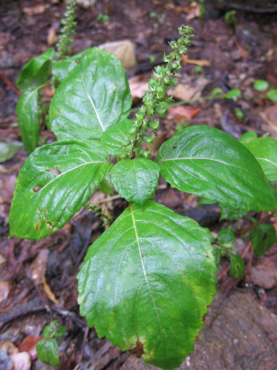 Plantago Salsa