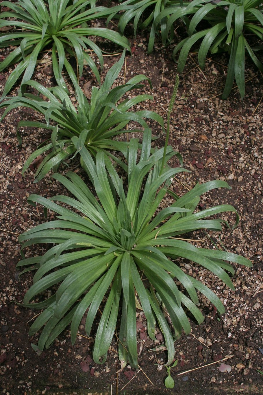 Pandanus amaryllifolius