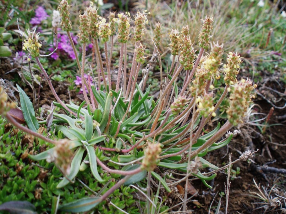 Plantago nivalis