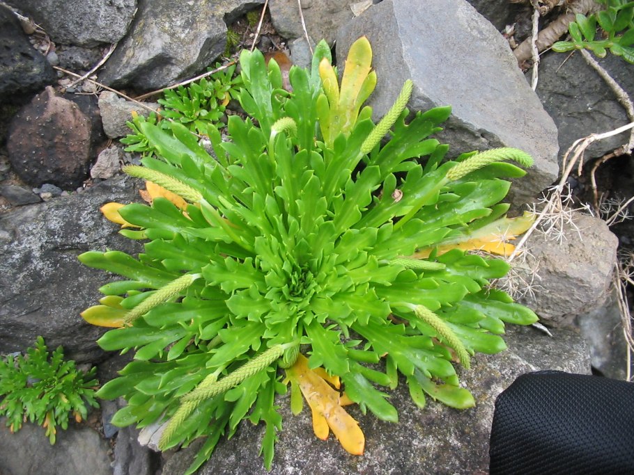 Подорожник оленерогий (перистый) (Plantago coronopus)