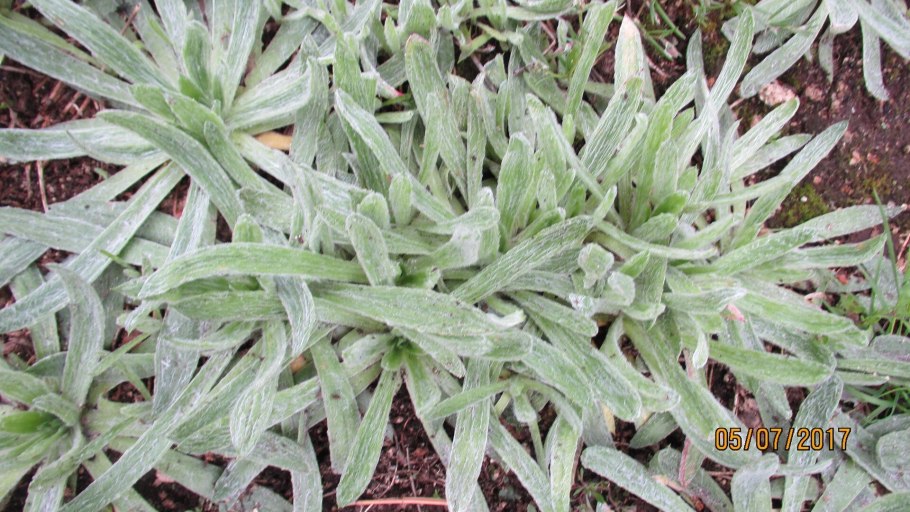 Подорожник Плантариум