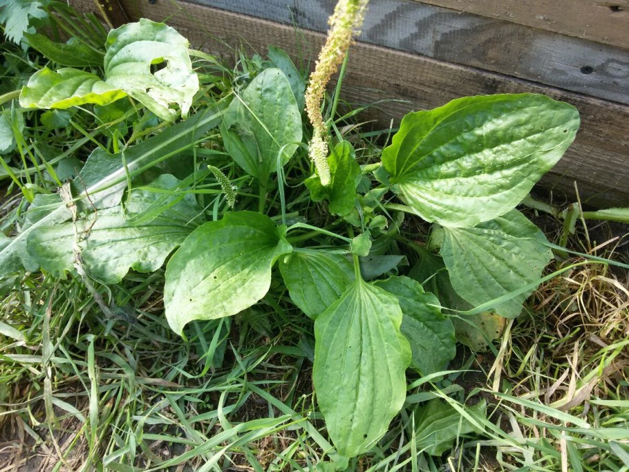 Подорожник Луговой