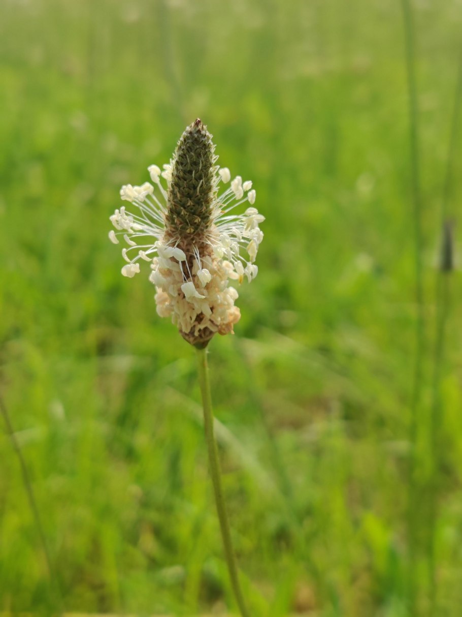 Подорожник пчелы