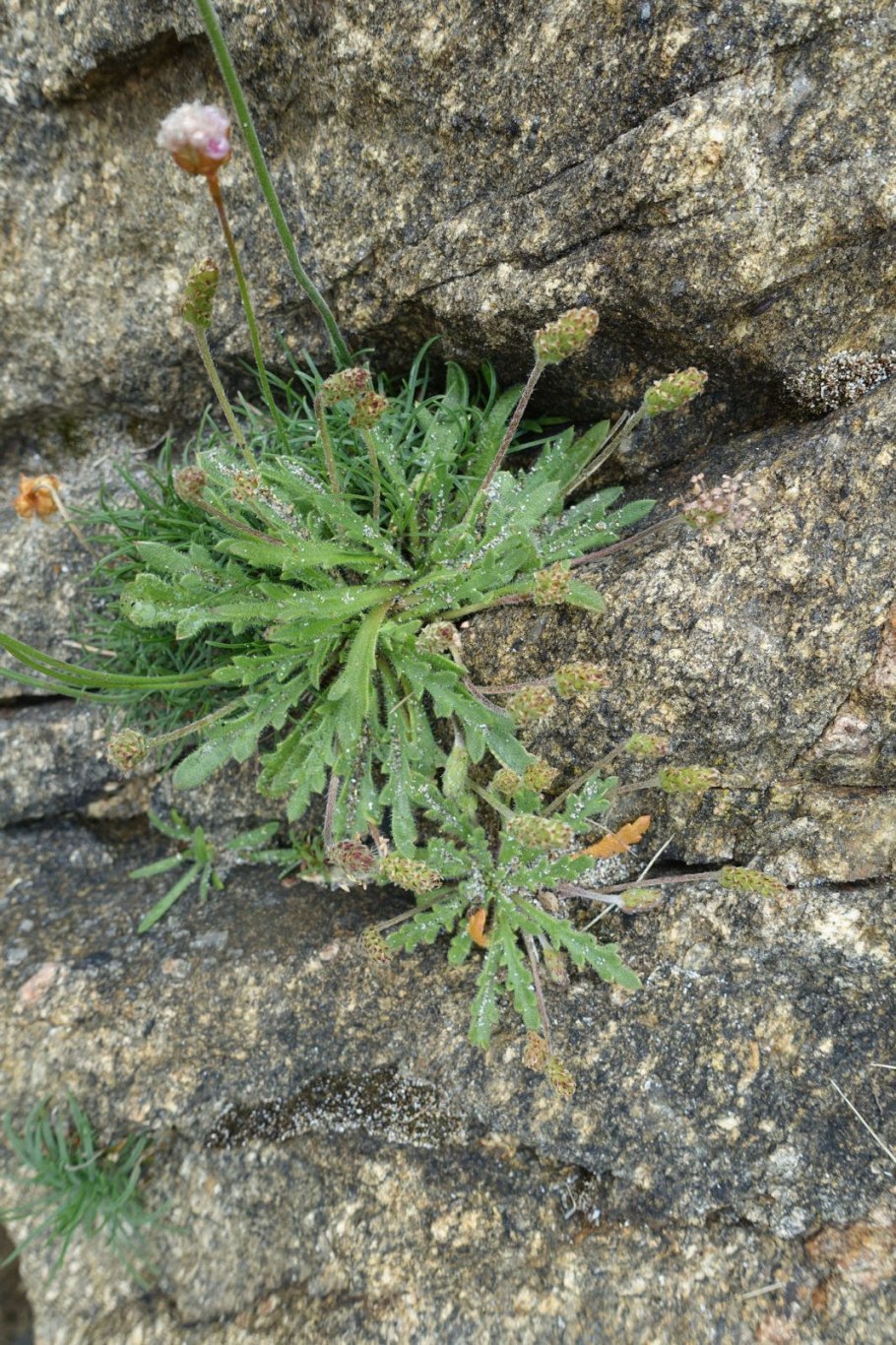 Семена подорожника оленерогий