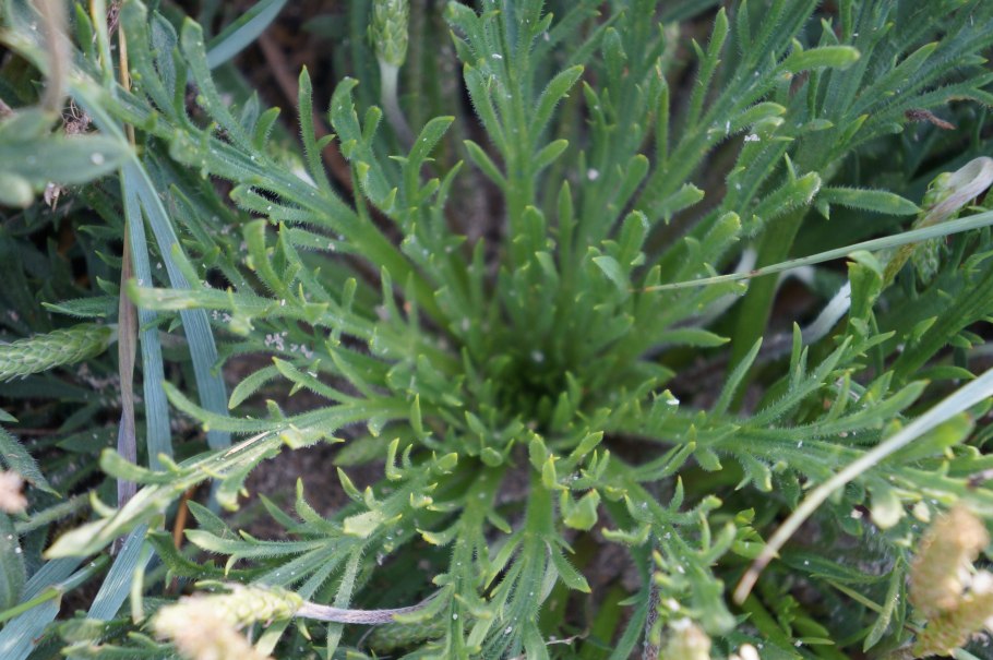 Салат Оленьи рожки