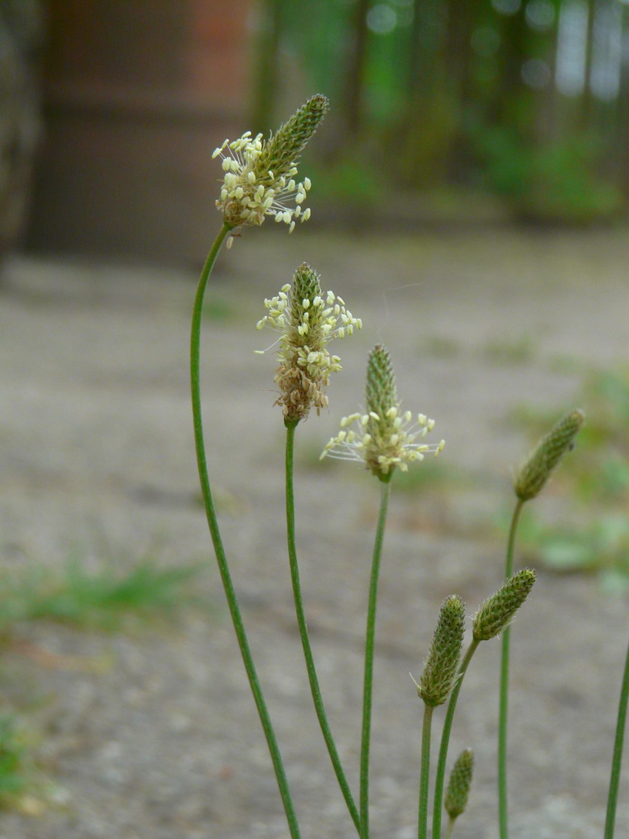 Plantago coronopus