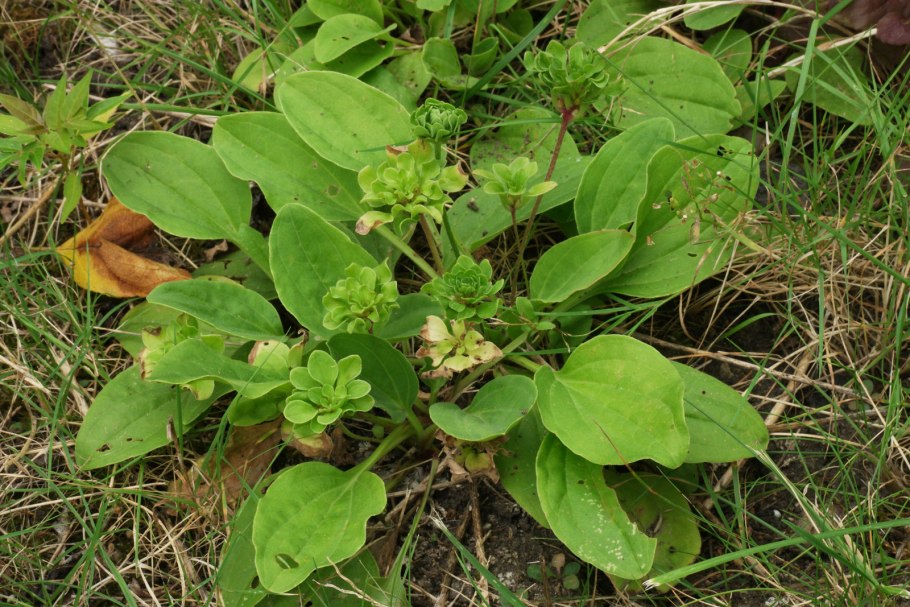 Подорожник ланцетовидный