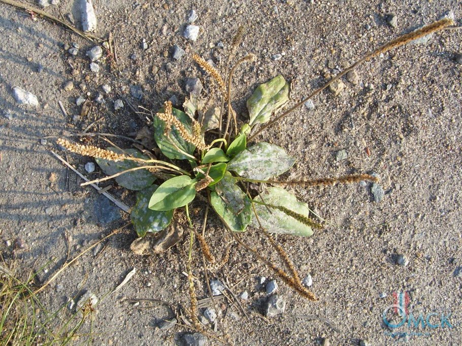 Подорожник луговой