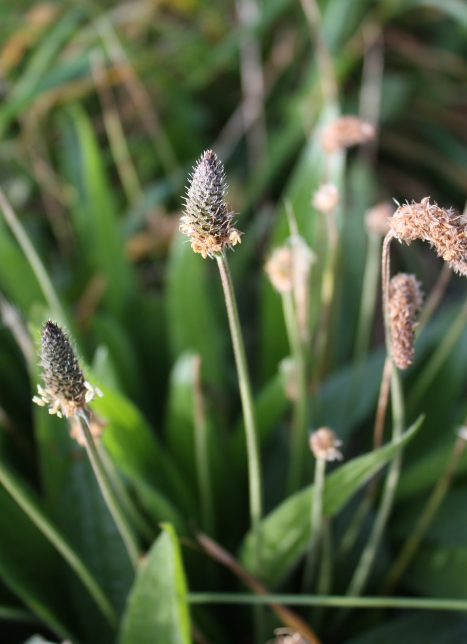 Подорожник простой