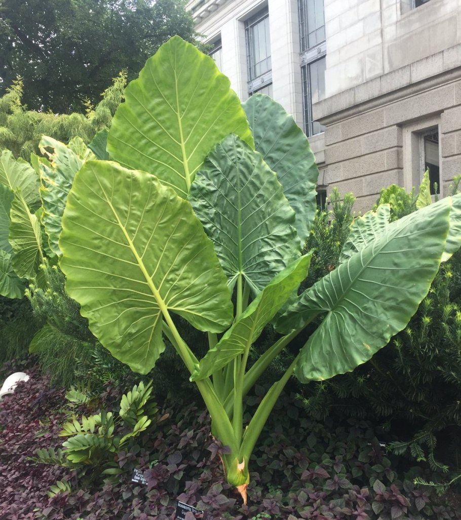 Подорожник оленерогий фото