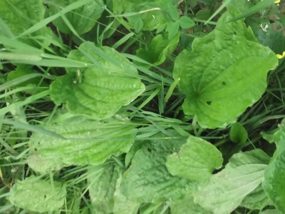 Подорожник Крашенинникова (Plantago krascheninnikovii)