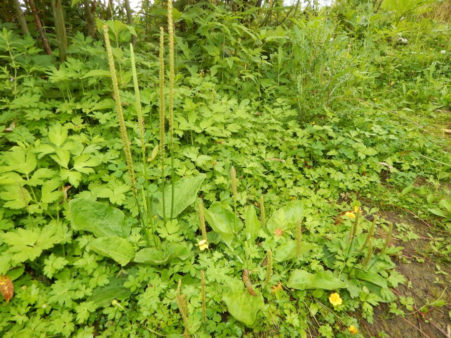 Кочанные культуры с волосатыми листьями