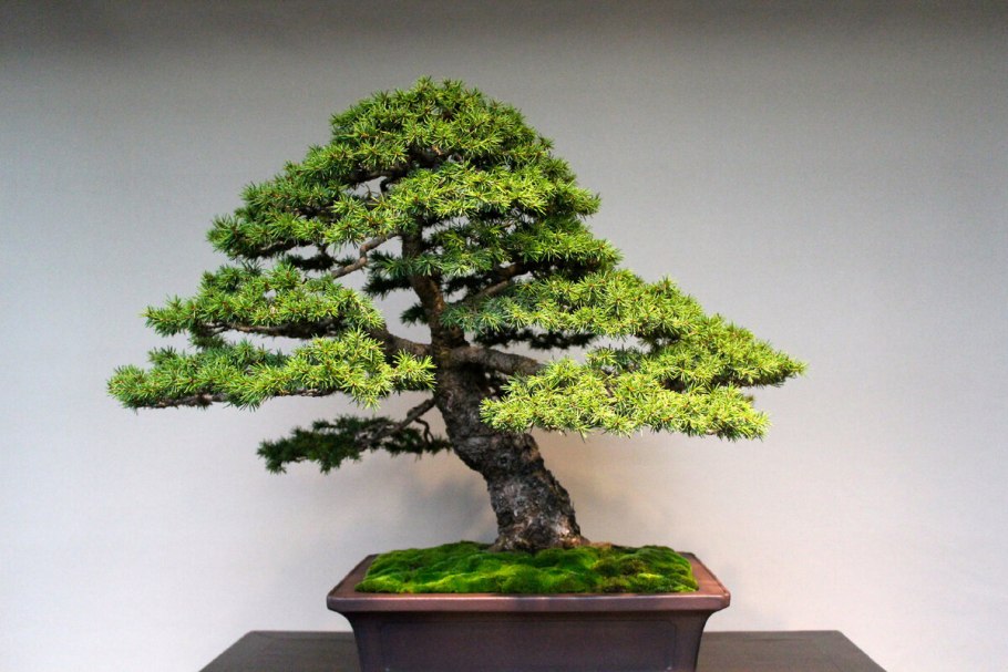 Бонсай дерево