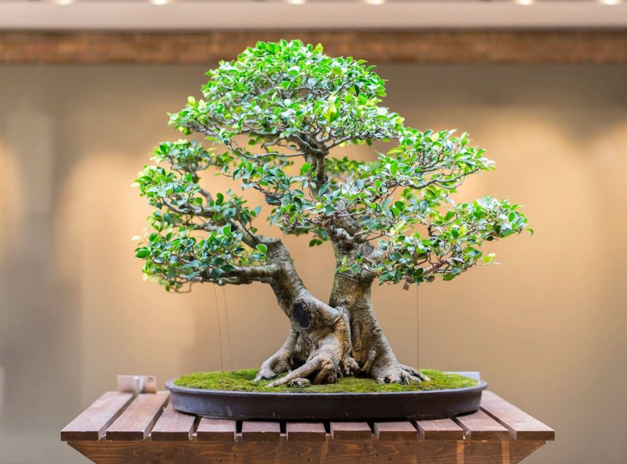 Банзай дерево