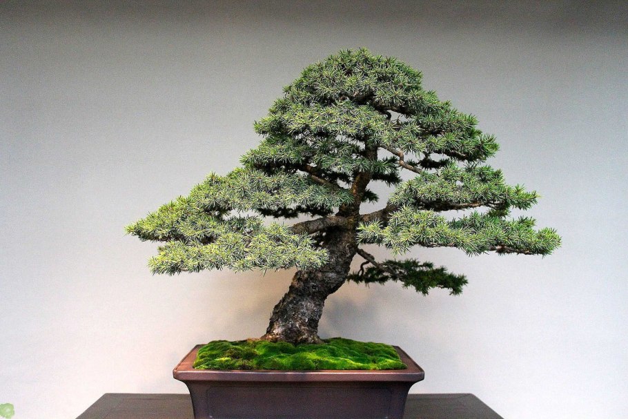 Японский бонсай