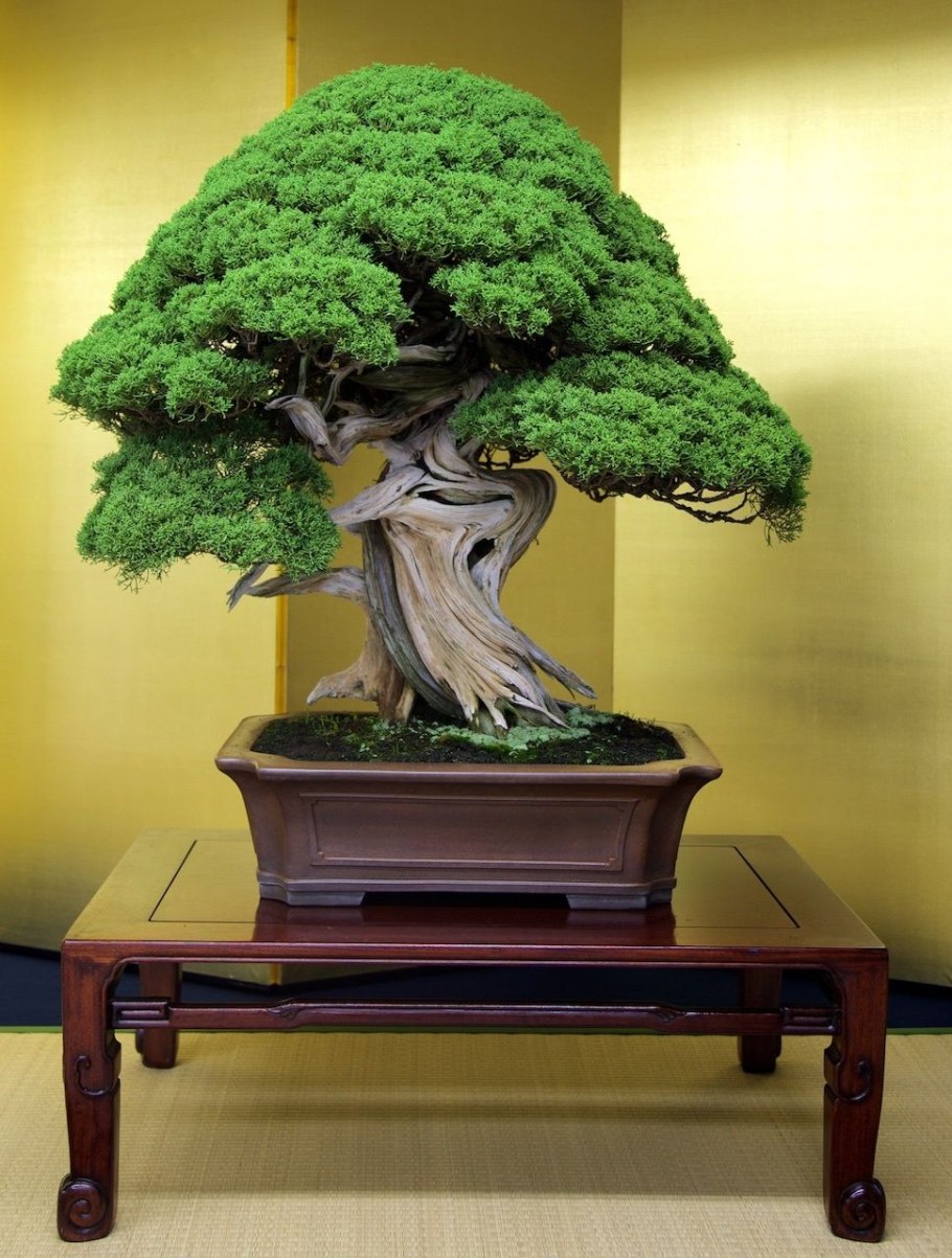 Банзай дерево