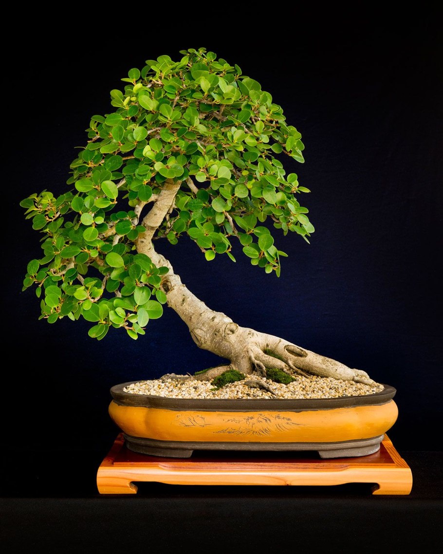 Бонсай кабудати