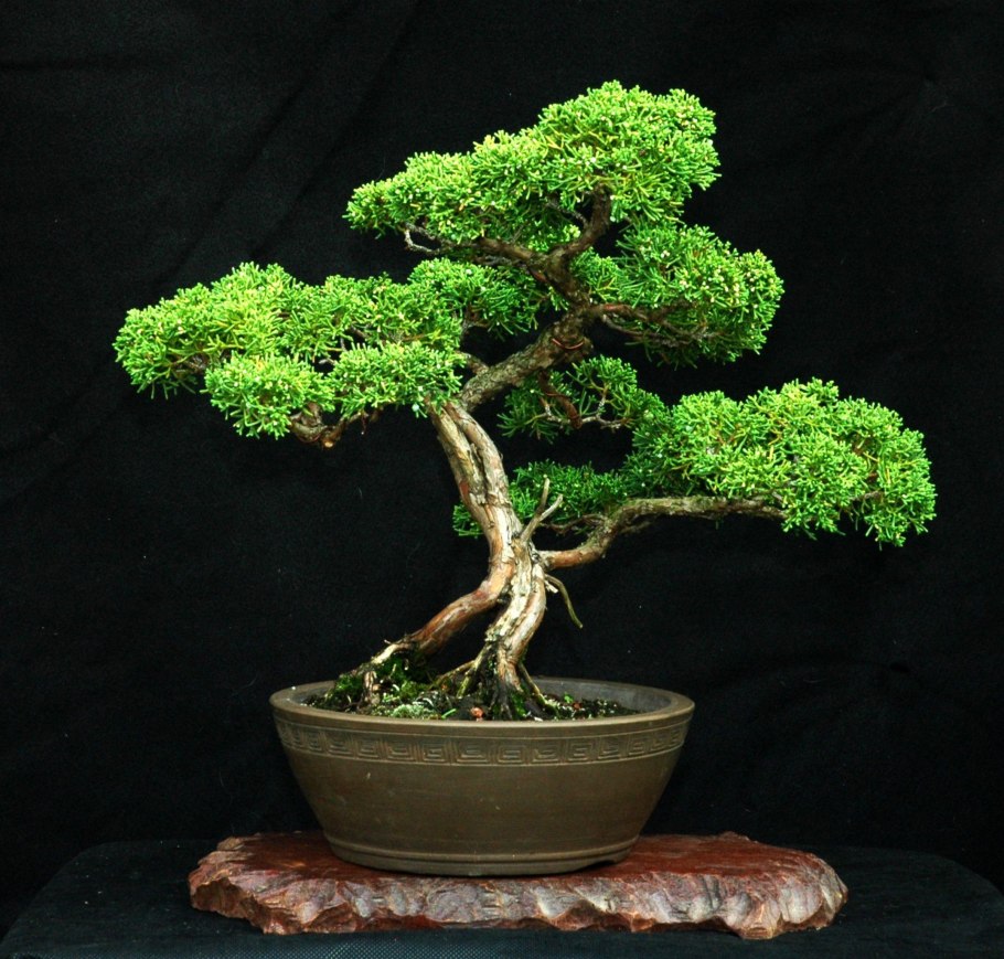 Bonsai дерево