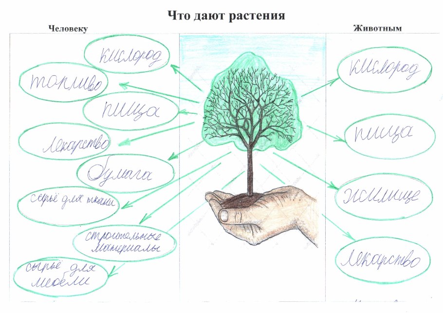 Что дают растения человеку схема