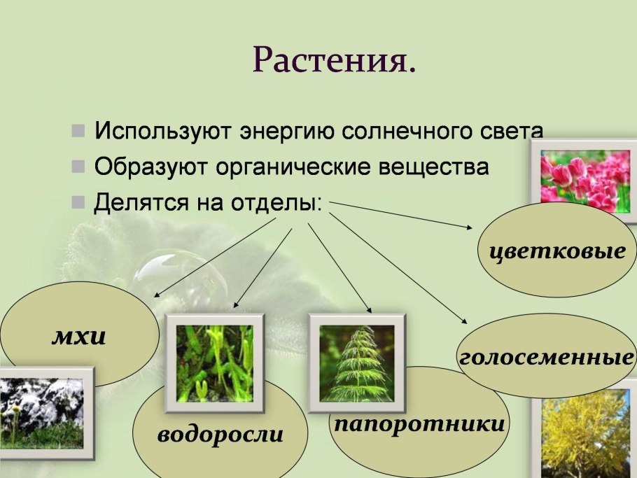 Росток в руках