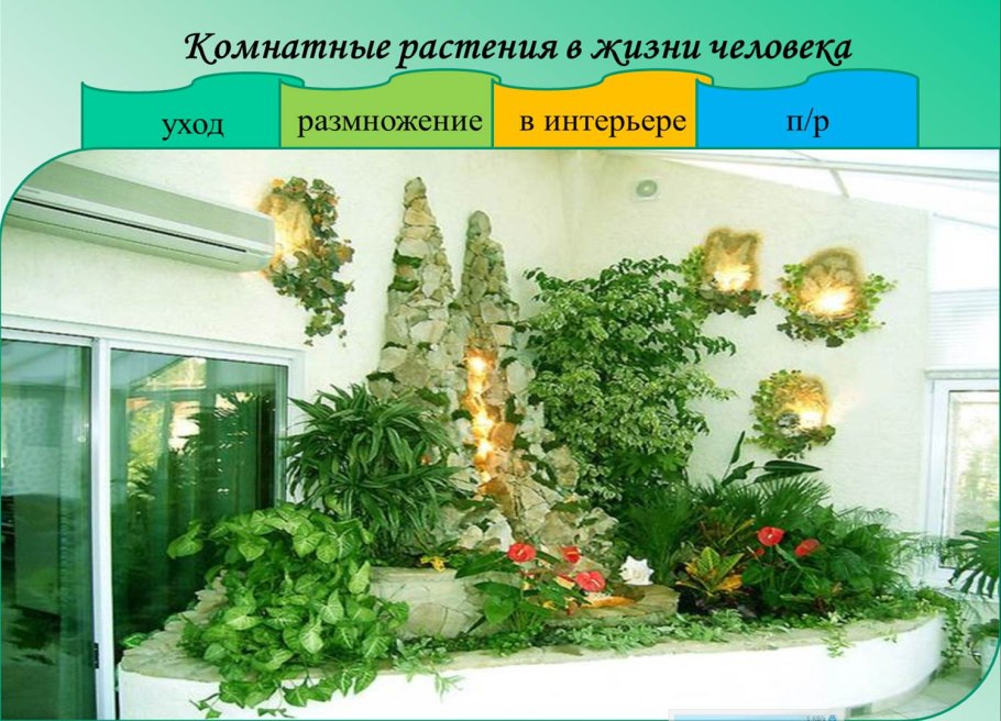 Комнатные растения в жизни человека
