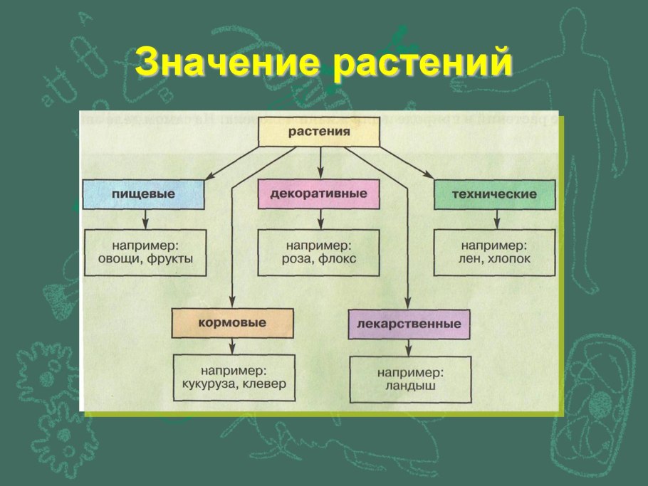 Значение растений в природе и жизни человека 5 класс биология таблица