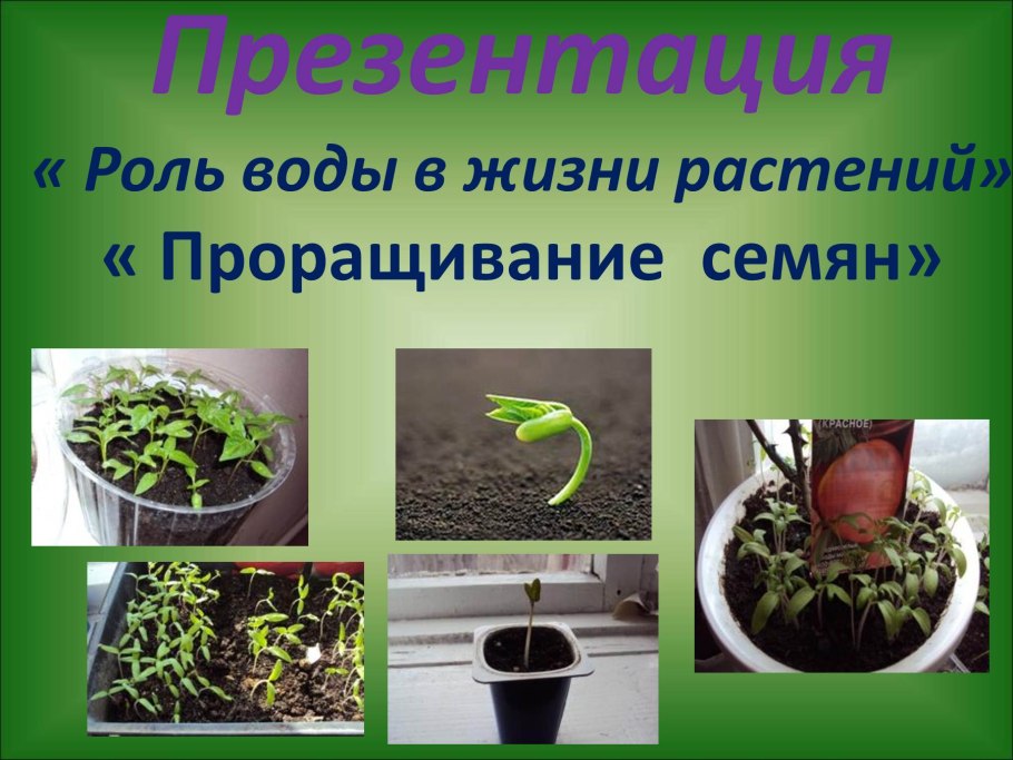 Растения полезные для животных и людей